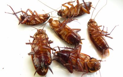 Keep cockroaches out of your home with Paisley Pest Services